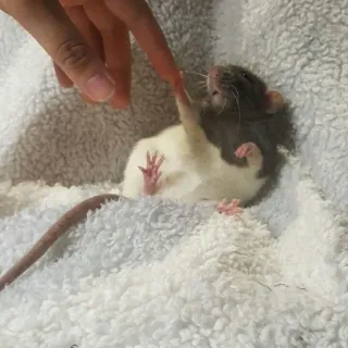🐀 szczur, zwierzę domowe, zwierzę, słodki, przyjazny telegram sticker