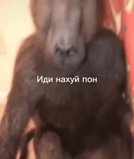 🌟 Иди нахуй пон macaco, ofensivo, russo, animal whatsapp sticker
