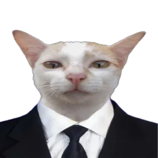 👨‍⚖️ 고양이, 정장, 넥타이, 동물, 웃긴 telegram sticker
