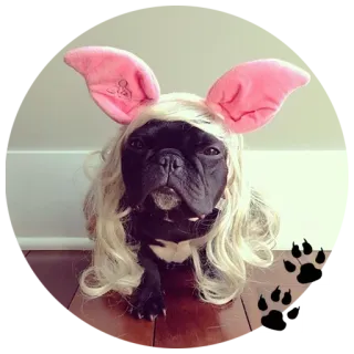 🐶 собака, французский бульдог, парик, питомец, костюм, животное, щенок telegram sticker