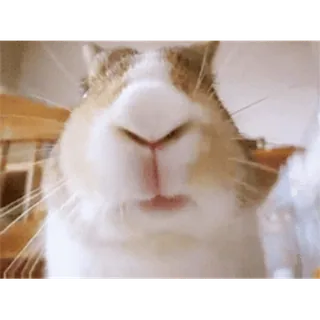 🐇 conejillo de indias, animal, roedor, mascota, lindo whatsapp sticker