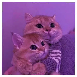 🤗 猫, 猫, 子猫, 子猫, 可愛い, 動物 telegram sticker