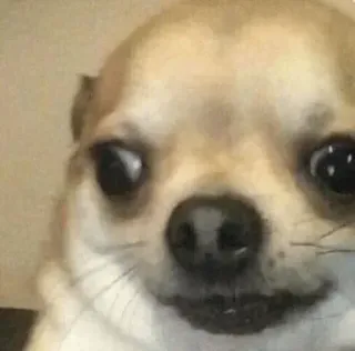 🔥 chien, chihuahua, mème, drôle, animal telegram sticker