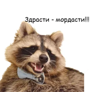 👋 Здрасти - мордасти!!! guaxinim, animal, fofo, gravata borboleta telegram sticker