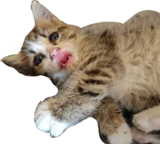 😈 kucing, anak kucing, hewan, kucing domestik, hewan peliharaan, lucu whatsapp sticker