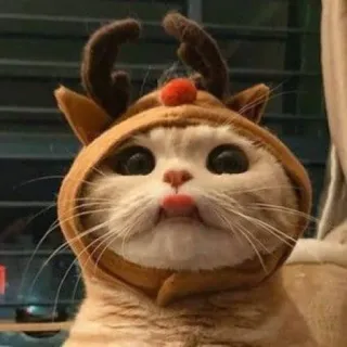 🌟 mèo, tuần lộc, giáng sinh, động vật, dễ thương, thú cưng, mũ telegram sticker
