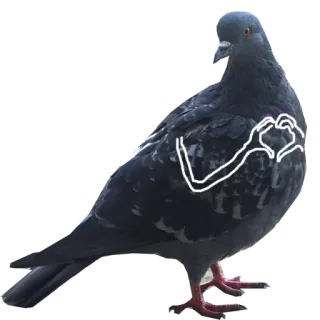☕ 비둘기, 새, 동물, 자연, 윤곽선, 하트 telegram sticker