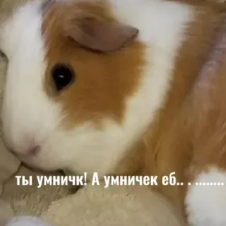 🙇‍♀️ ты умничк! А умничек еб... cochon d'inde, animal, animal de compagnie, mignon, rongeur telegram sticker