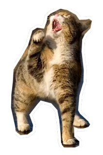 😆 แมว, หาว, สัตว์, สัตว์เลี้ยง, แมวบ้าน, สัตว์ตระกูลแมว telegram sticker