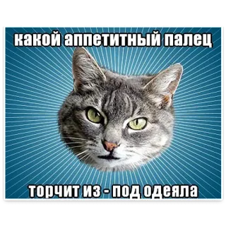 🙃 какой аппетитный палец
торчит из-под одеяла gato, dedo, meme, animal, gracioso, humor telegram sticker