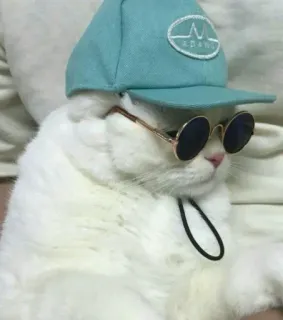😎 кот, солнцезащитные очки, шляпа, животное, милый, питомец telegram sticker