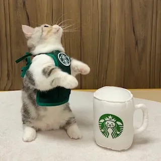 ☕️ 고양이, 스타벅스, 새끼 고양이, 동물, 애완 동물, 귀여운 telegram sticker