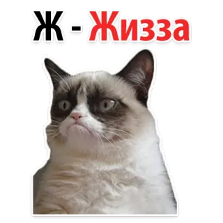 👌 Ж-Жизза 猫, 贴纸, 表情包, 暴躁猫, 俄语文本 whatsapp sticker