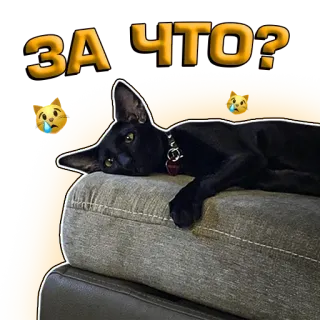 😿 ЗА ЧТО? gato, llorando, triste, gato oriental, texto ruso, mascota, lindo telegram sticker