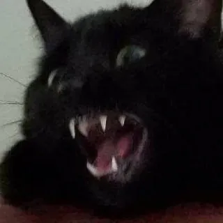 😾 猫, 黒猫, 動物, 歯, ネコ科, ペット, 飼い猫, ペット telegram sticker
