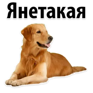 😁 Я не такая dog, golden retriever, animal, pet, russian, text telegram sticker