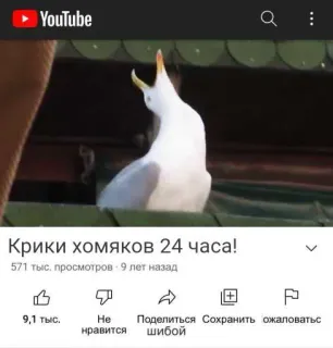 😭 Крики хомяков 24 часа! mouette, criant, animaux, oiseaux, YouTube, vidéo telegram sticker