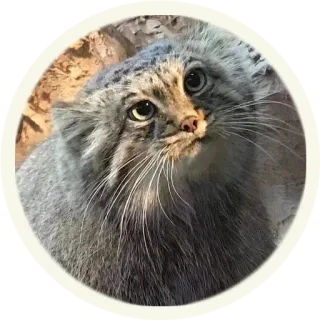 😕 кот, манул, животное, дикая природа, милый, млекопитающее, кошачий telegram sticker