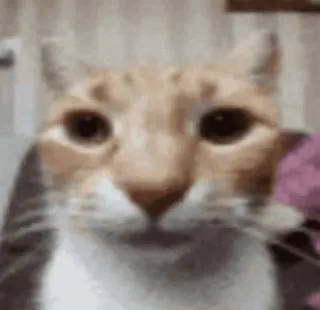 👊 gato, animal, animal de estimação, animal doméstico telegram sticker