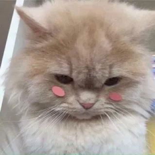 🥺 kot, zwierzę domowe, zwierzę, słodki, puchaty, naklejka, kawaii telegram sticker