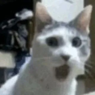 🌟 cat, shocked, surprised, animal, meme telegram sticker