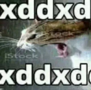 😆 xddxd 고양이, 밈, 인터넷, 동물, 웃긴 telegram sticker