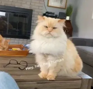 🤍 Hey, hey, hey human gatto, umano, occhiali, animale domestico, animale telegram sticker