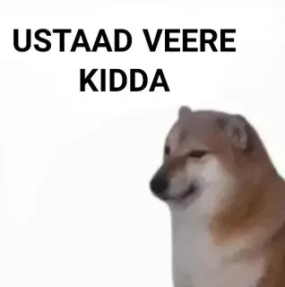 ✨ USTAAD VEERE KIDDA doge, dog, meme, ustaad veere kidda, animal, funny telegram sticker