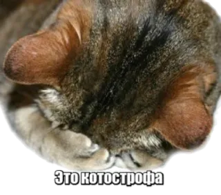 😞 Это котострофа cat, disaster, catastrophe, funny, meme, russian telegram sticker