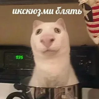 🧐 иксюзьми блять 고양이, 밈, 웃긴, 동물 telegram sticker