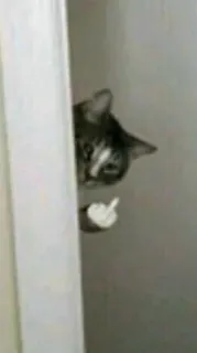 🖕 gatto, dito medio, maleducato, animale, offensivo, gesto, fare il dito medio telegram sticker
