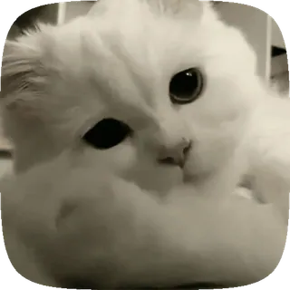 🤍 猫, 动物, 宠物, 白色 telegram sticker