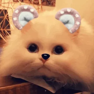 🐱 kucing, anak kucing, lucu, hewan, peliharaan, filter, telinga telegram sticker