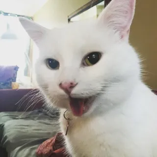 😊 cat, white cat, animal, pet, domestic animal, mammal telegram sticker