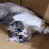 😺