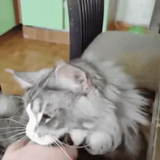🦷 gato, animal de estimação, animal, mamífero, gato doméstico, felino whatsapp sticker