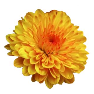 🌻 цветок, желтый, хризантема, цветение, лепесток telegram sticker