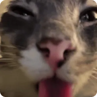 👅 Cat telegram sticker