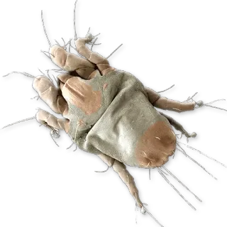 👽 mite, parasite, insect, arachnid, pest, allergy telegram sticker