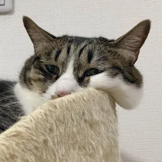 😐 gato, animal, animal de estimação, gato doméstico, mamífero, felino telegram sticker