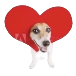 ❤️ собака, сердце, любовь, питомец, животное, день святого валентина, милый telegram sticker