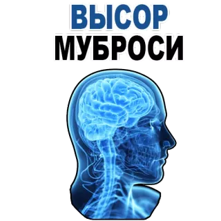 😊 ВЫСОР
МУБРОСИ brain, head, skeleton, anatomy telegram sticker