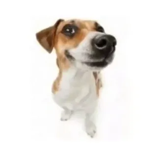 dog carismático telegram stickers