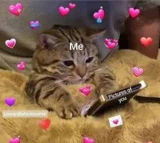 💗 Me Pictures of you kucing, meme, cinta, imut, menyenangkan, hewan peliharaan, binatang telegram sticker
