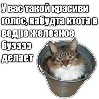 🪣 У вас такой красиви голос, кабудта ктота в ведро железное бузззз делает cat, bucket, funny, russian, voice telegram sticker