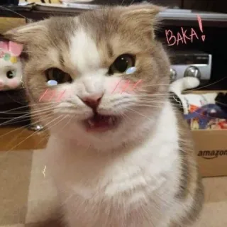 😠 BAKA! แมว, บากะ, อนิเมะ, น่ารัก, คาวาอิ, โกรธ telegram sticker