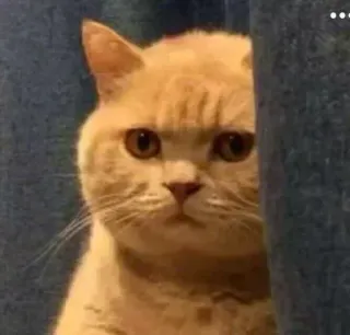 🐱 고양이, 동물, 애완 동물, 귀여운, 밈, 웃긴, 주황색, 빼꼼 telegram sticker