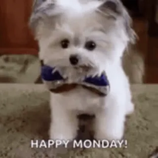 🤨 HAPPY MONDAY! собака, щенок, понедельник, счастливый, милый, бабочка telegram sticker