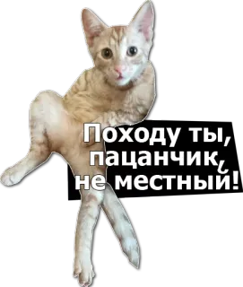 😒 Походу ты, пацанчик, не местный! gato, engraçado, meme, animal, russo, texto telegram sticker