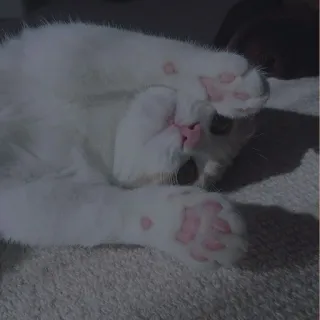 💗 kat, huisdier, dier, witte kat, schattig telegram sticker